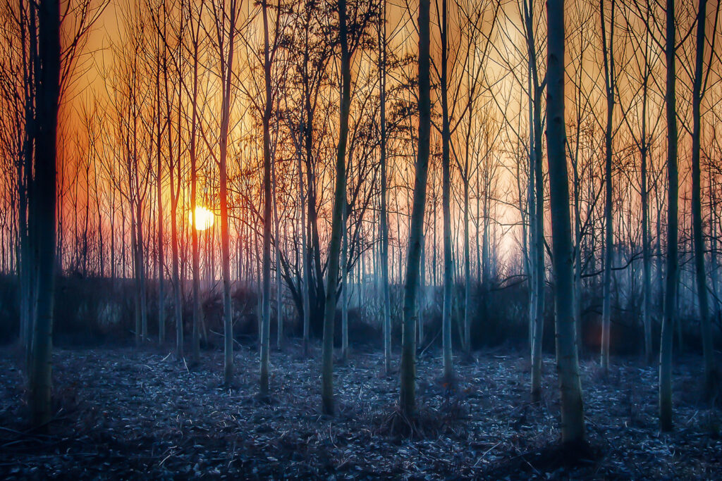 Concorso Fotografico "Scatta il Bosco PEFC 22" Paola Lucchi - Tramonto tra gli alberi